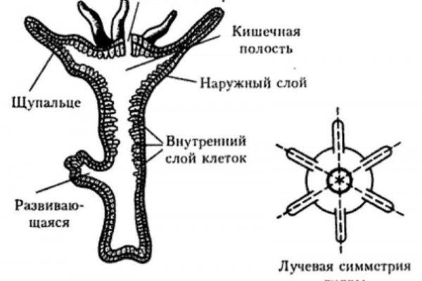 Кракен ссылки официальные 2krn.cc